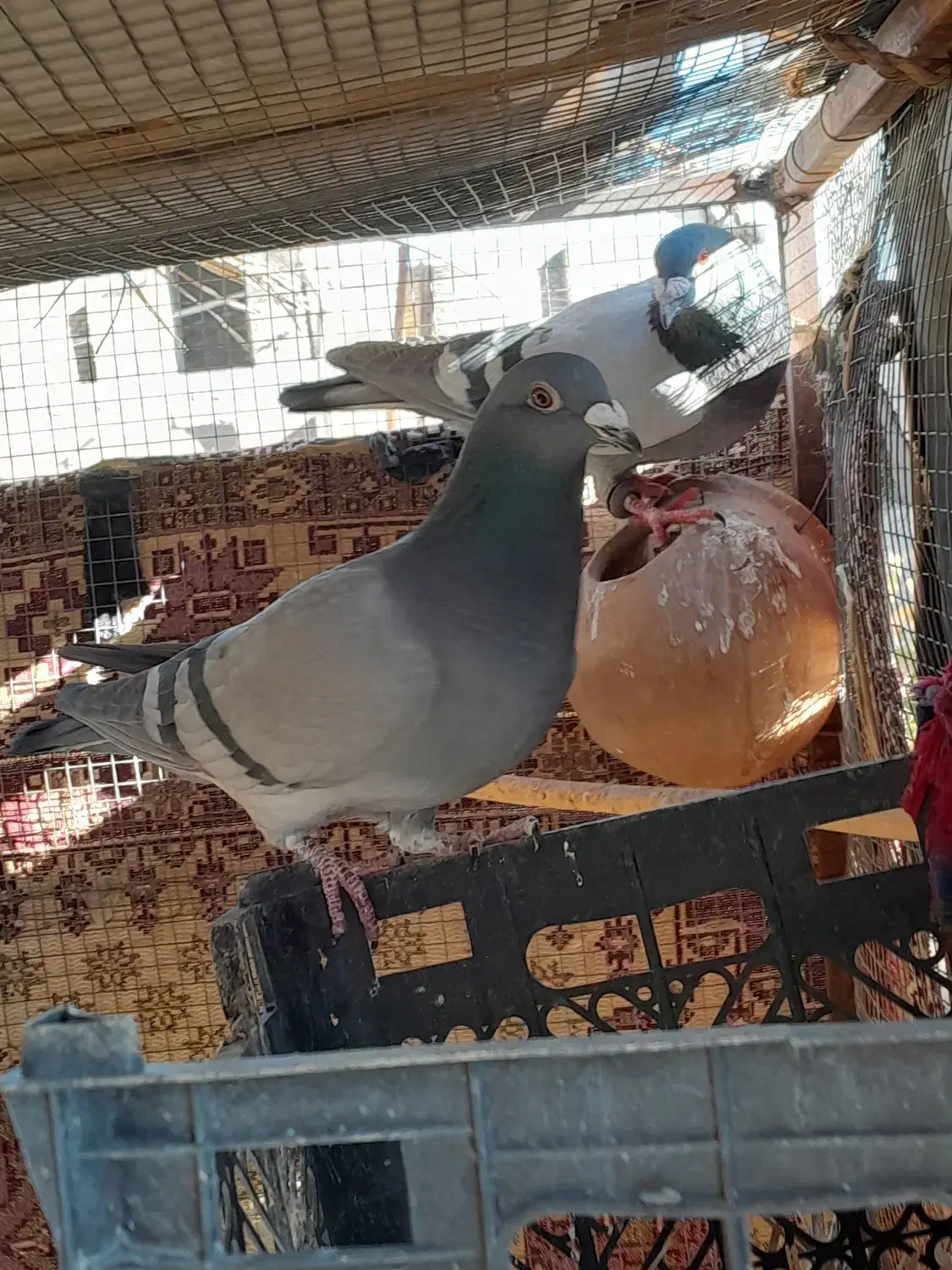 کبوتر پایین بخون بعد بیا|پرنده|سراوان, |دیوار