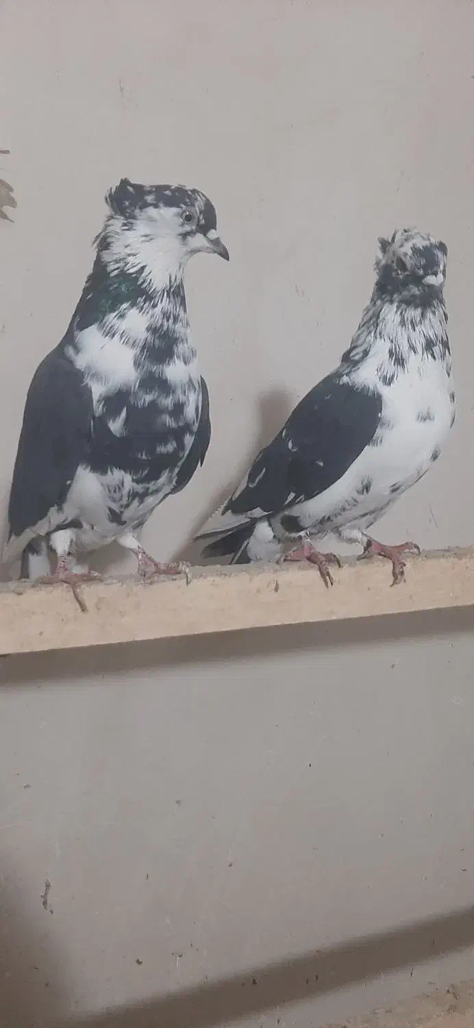 کفتر سوسکی وخال دار|پرنده|مرند, |دیوار