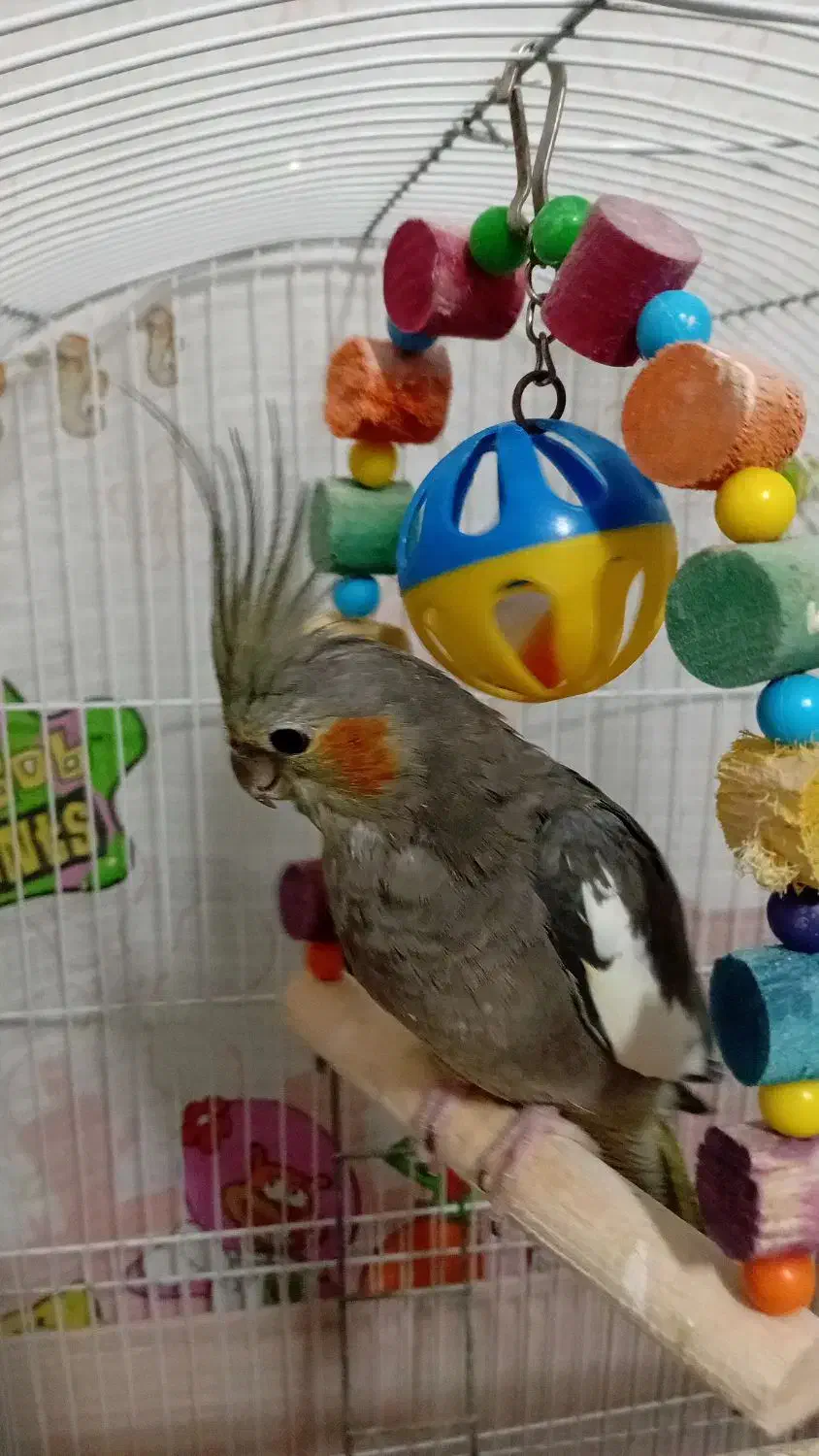 طوطی عروس ماده ۶ ماهه|پرنده|رشت, فلسطین|دیوار