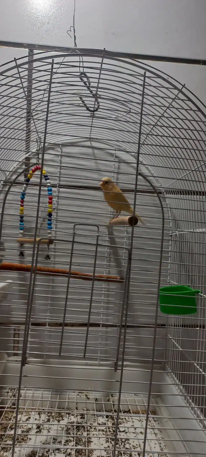 قناری ماده|پرنده|دوگنبدان, |دیوار