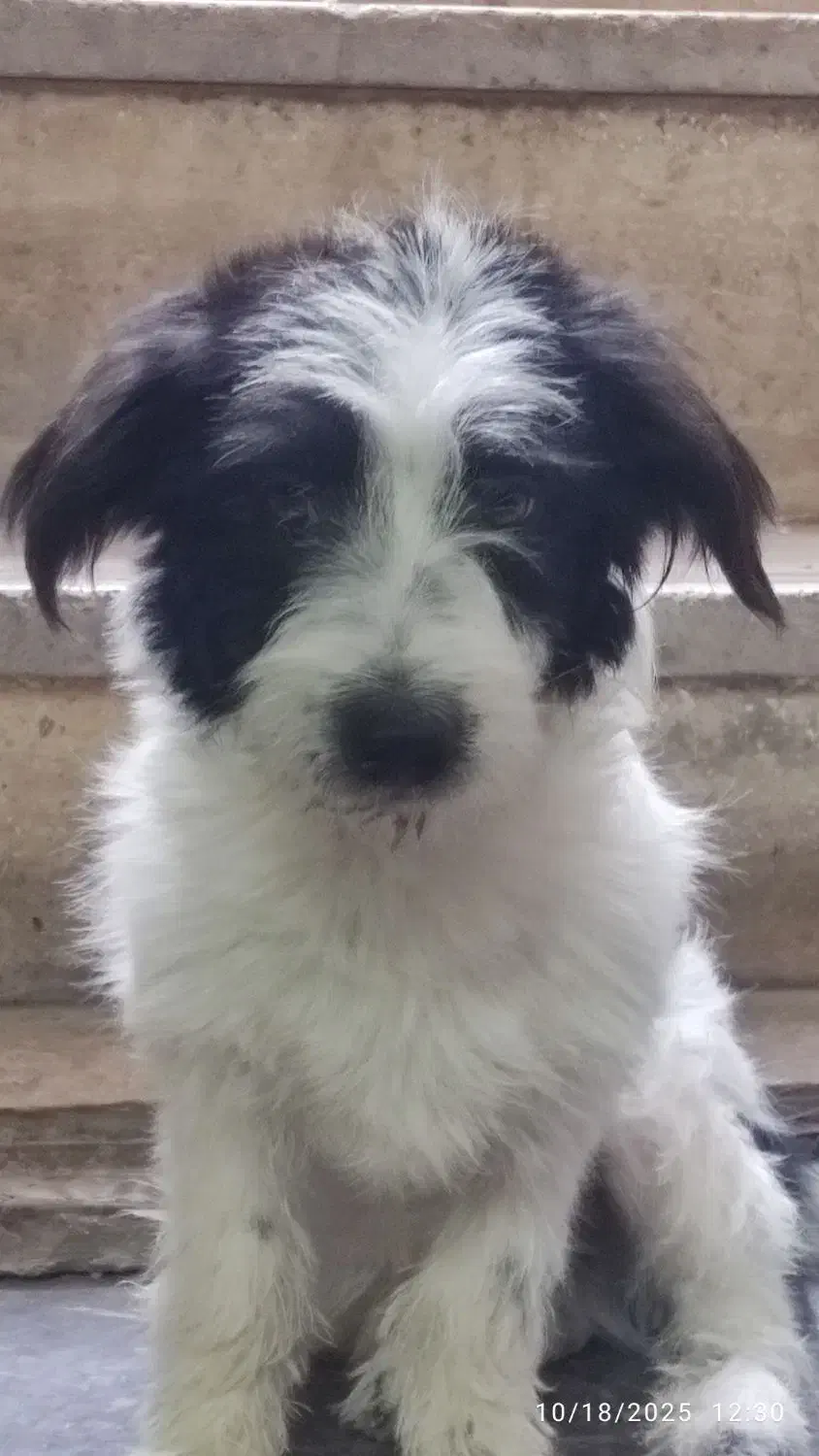 سگ خانگی جس|سگ|ری, علایین|دیوار