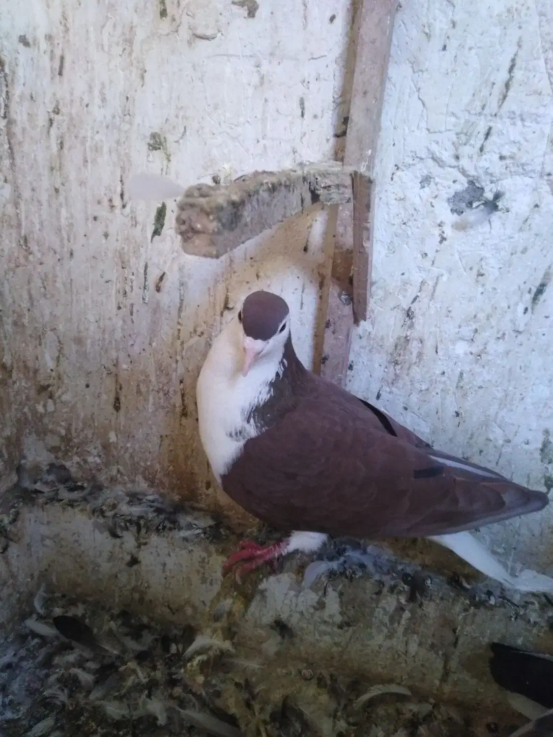 کفترشهرستانی|پرنده|مشهد, عبادی|دیوار