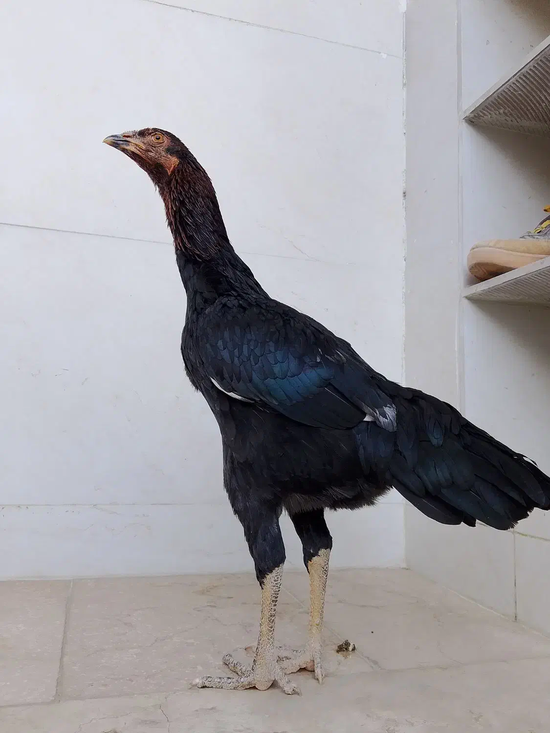 مرغ لاری اصل جوان|حیوانات مزرعه|پیرانشهر, |دیوار