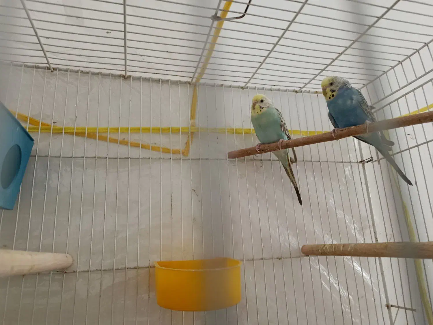 جفت مرغ عشق با دوتا تخم|پرنده|نیشابور, پاستور|دیوار