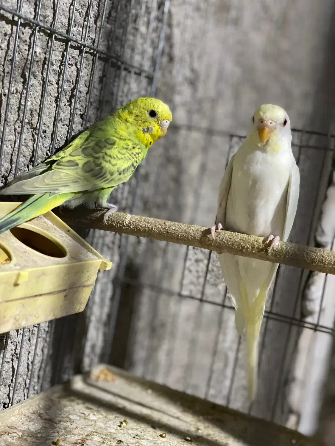 جفت مرغ عشق بالغ|پرنده|داراب, |دیوار