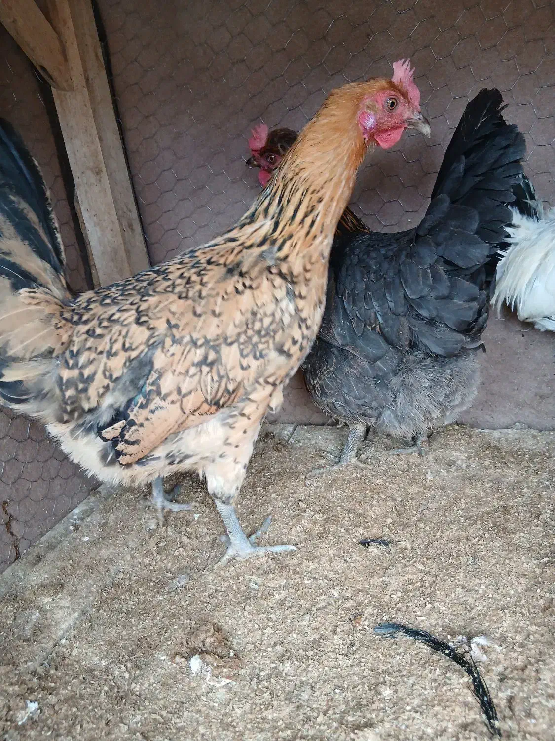 دو عدد مرغ|حیوانات مزرعه|فارسان, |دیوار