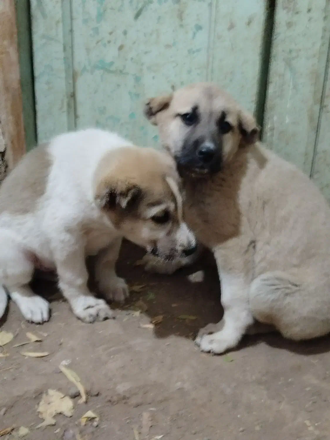 توله سرابی|سگ|هیر, |دیوار