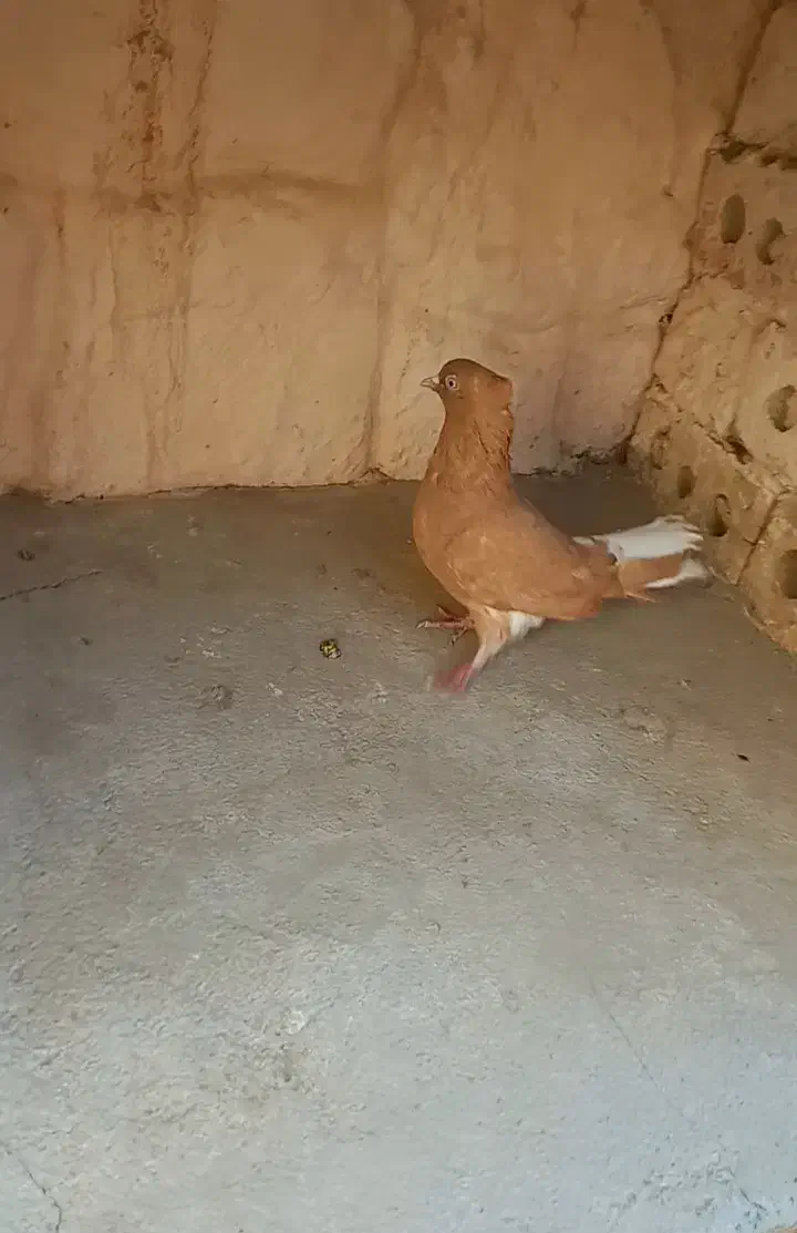 دم سفید|پرنده|مشهد, توس (بلوار توس)|دیوار