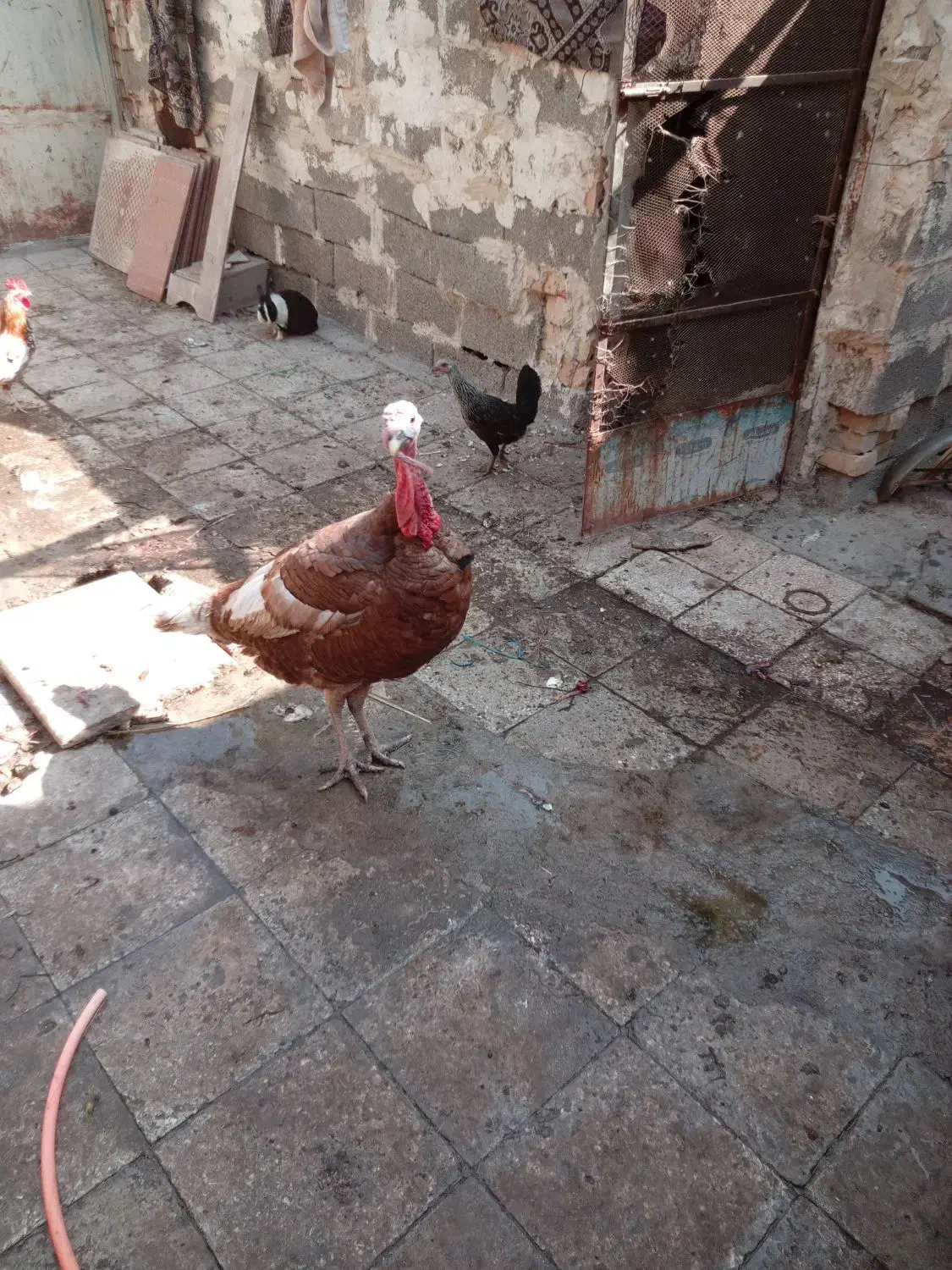 بوقلمون نر ویک خروس گلین عروس هلندی لوتینو|حیوانات مزرعه|خرمشهر, |دیوار