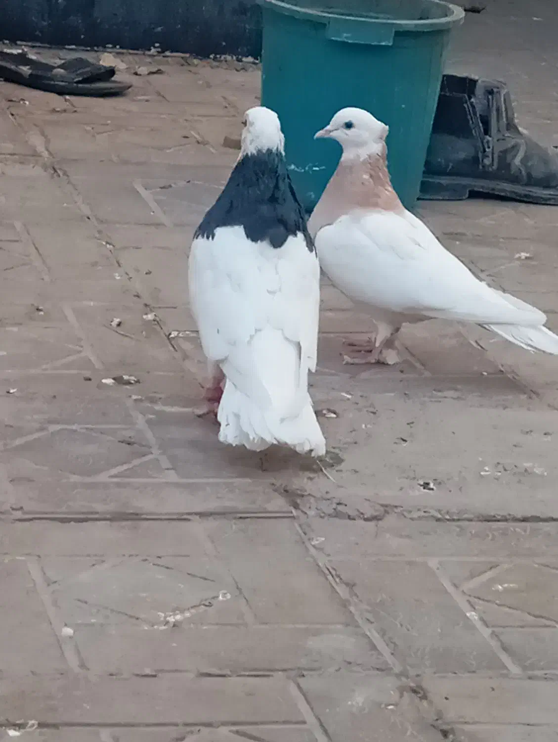 طوقی سبز|پرنده|بیرجند, |دیوار