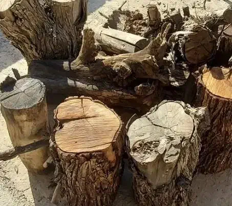 چوب درخت کنار خشک توافقی|گل و گیاه طبیعی|بهبهان, |دیوار