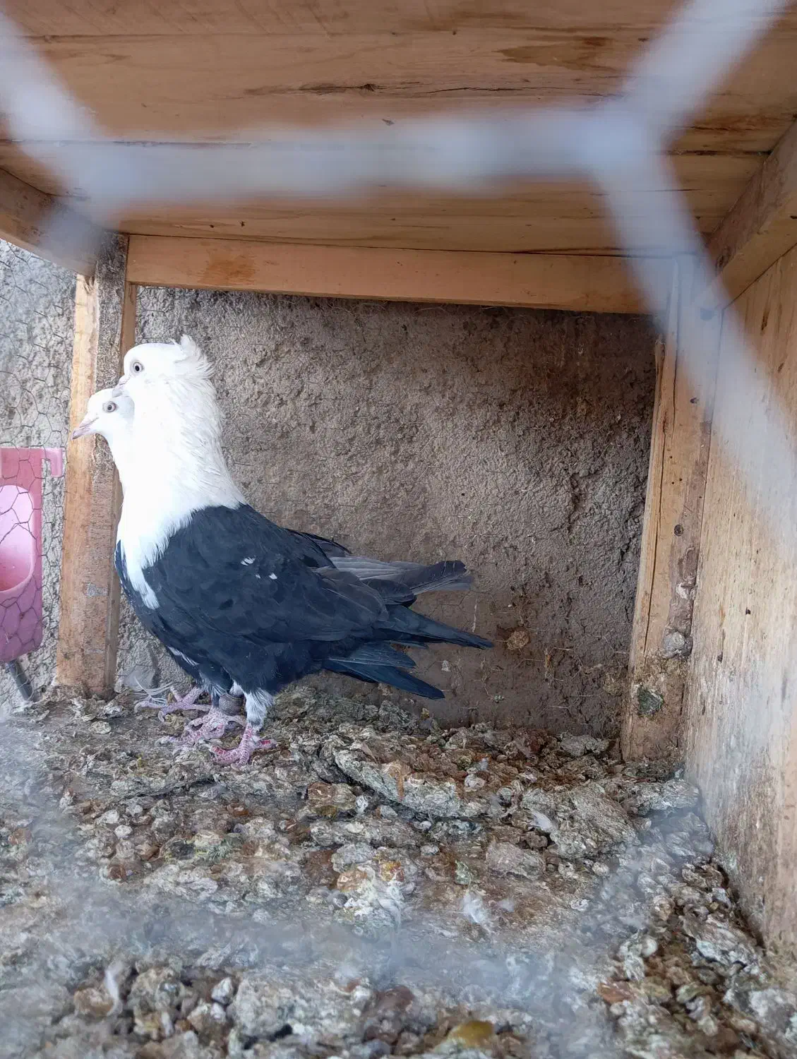 کله سفید کربلایی یکتی|پرنده|اهواز, کمپلو شمالی|دیوار