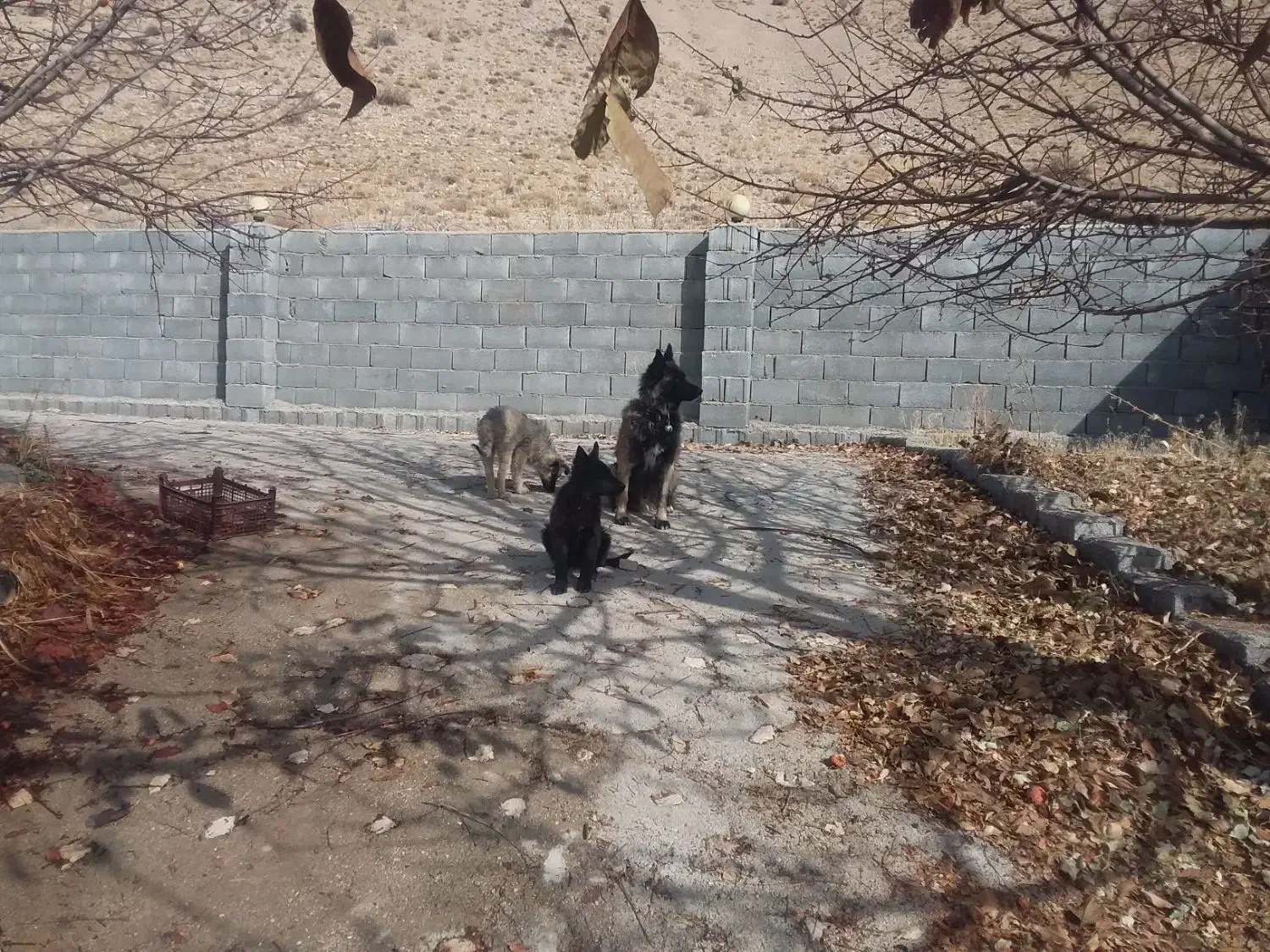 توله سگ ژرمنشپرد دوماهه نروماده|سگ|یاسوج, |دیوار