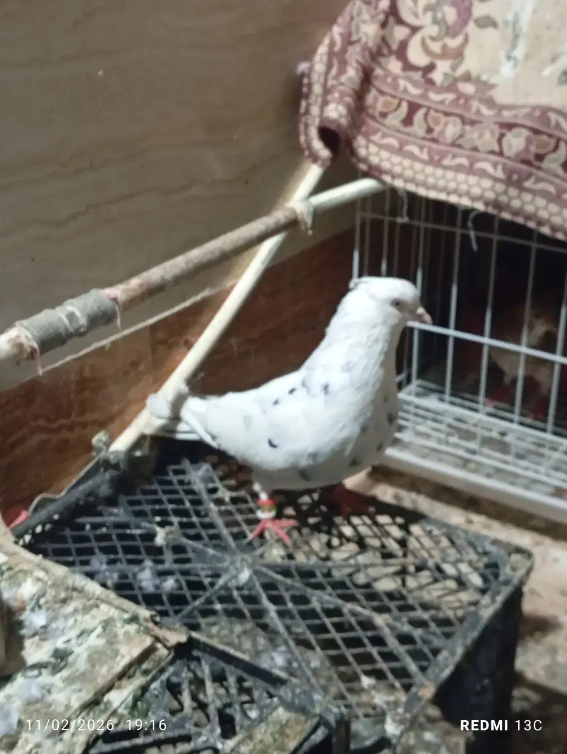 شادگان|پرنده|شادگان, |دیوار