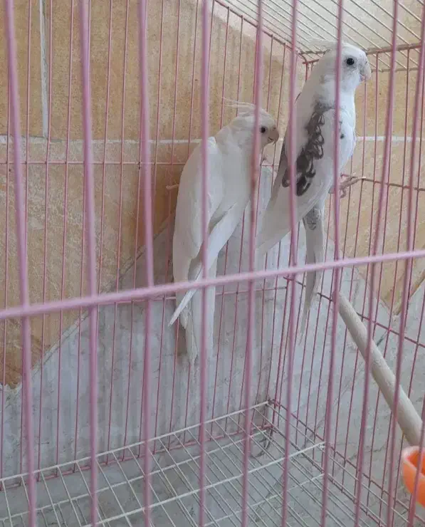 جفت عروس آلبینو مولد|پرنده|سیرجان, |دیوار