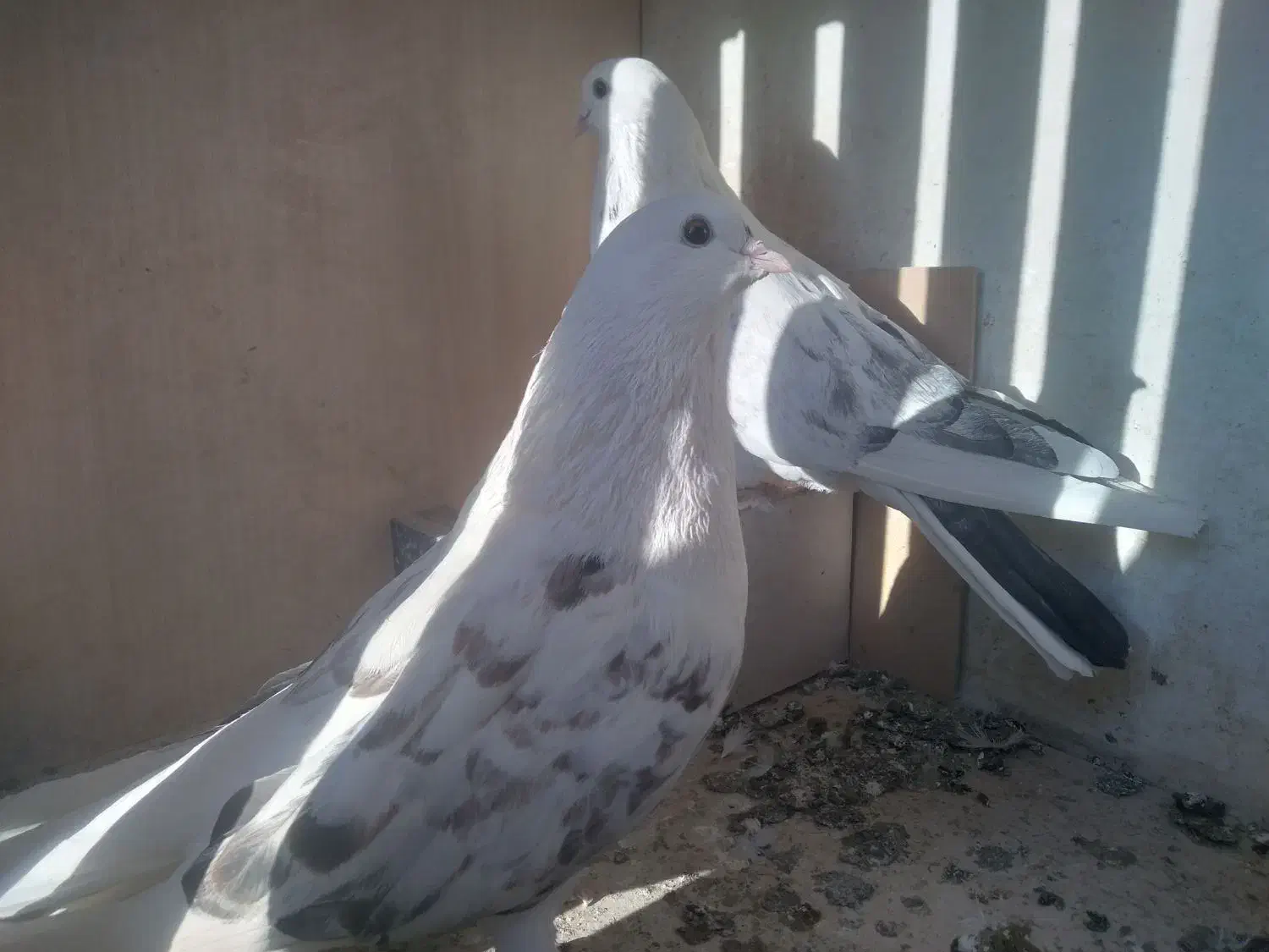 یه جفت کفتر تهرانی پشدار فروشی|پرنده|ورامین, شهرک مدرس|دیوار