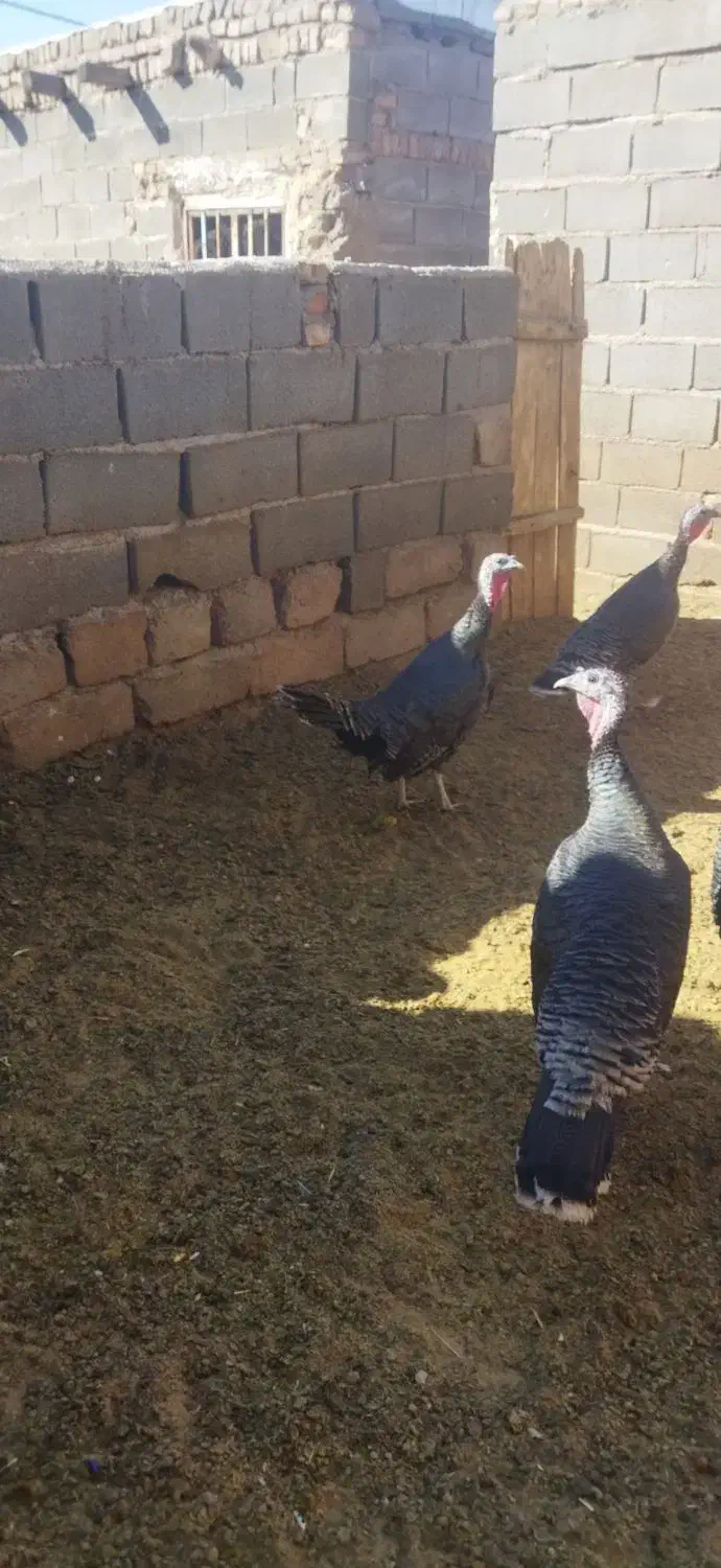 بوقلمون|پرنده|اسفراین, |دیوار