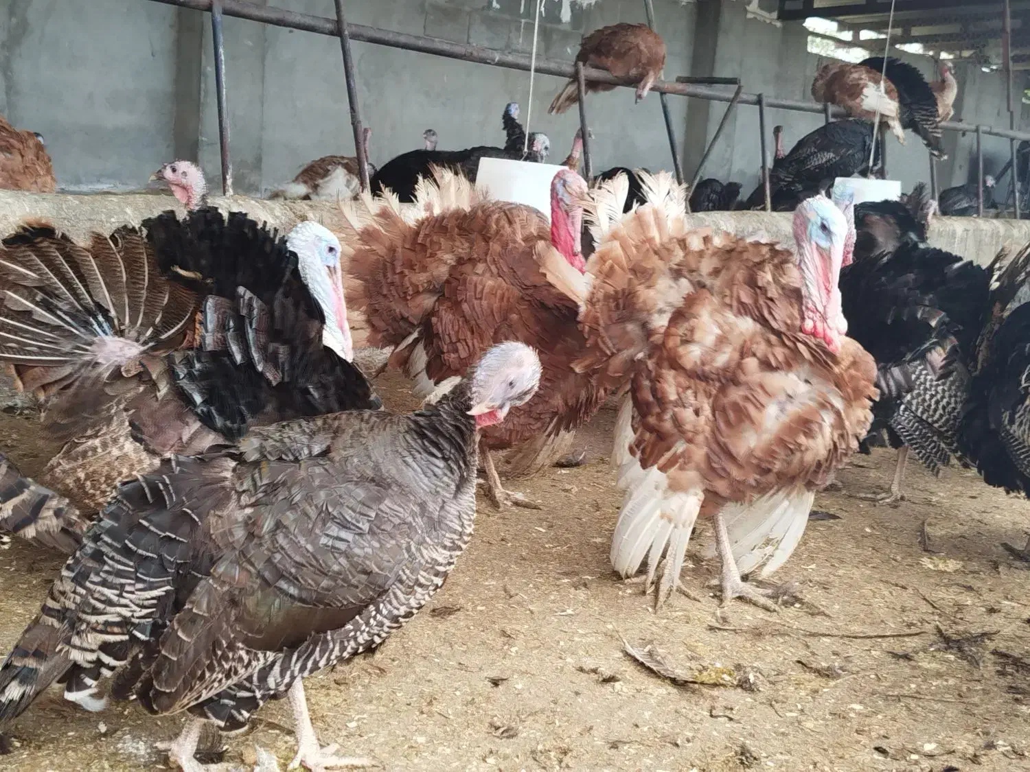 تخمبوقلمون|حیوانات مزرعه|تنکابن, |دیوار