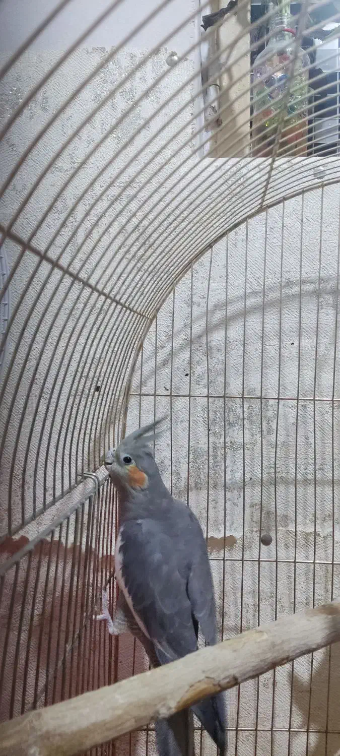 هلندی|پرنده|مسجد سلیمان, |دیوار