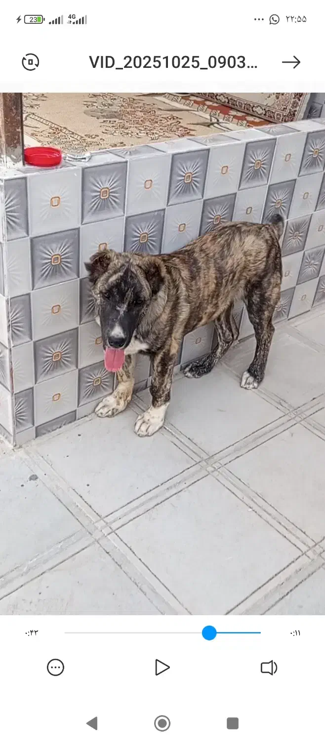 توله سگ دوماهه|سگ|کاشمر, |دیوار