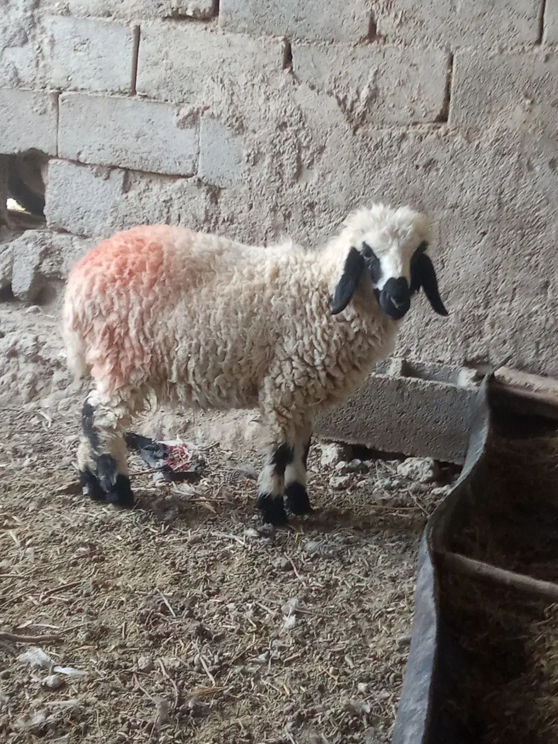 بره ماده چاق کبابی (آدرس توابع دولت آباد)|حیوانات مزرعه|هامون, |دیوار