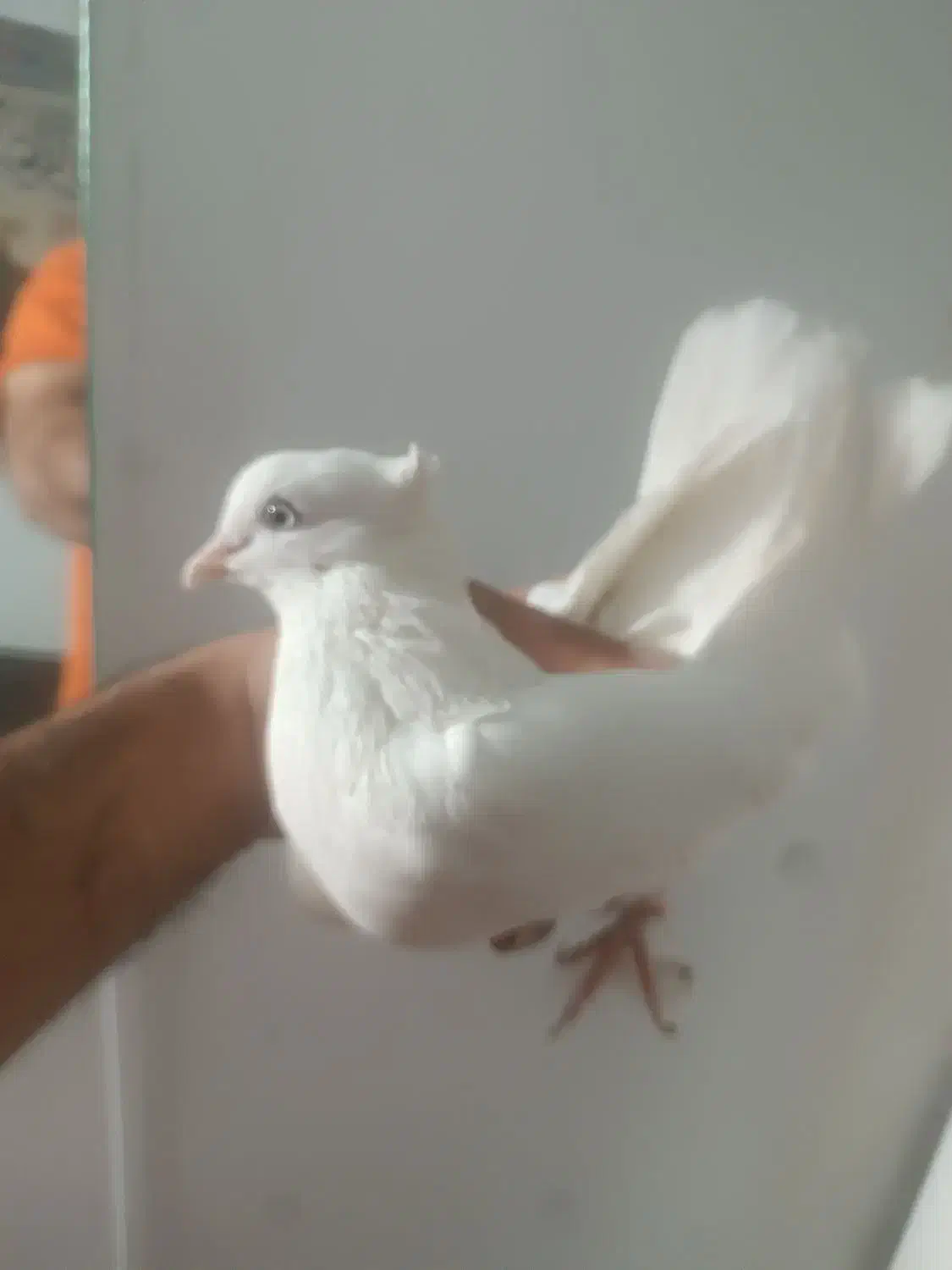 کفترجفت نروماده سفید چشم سفید|پرنده|قرچک, زیبا شهر|دیوار