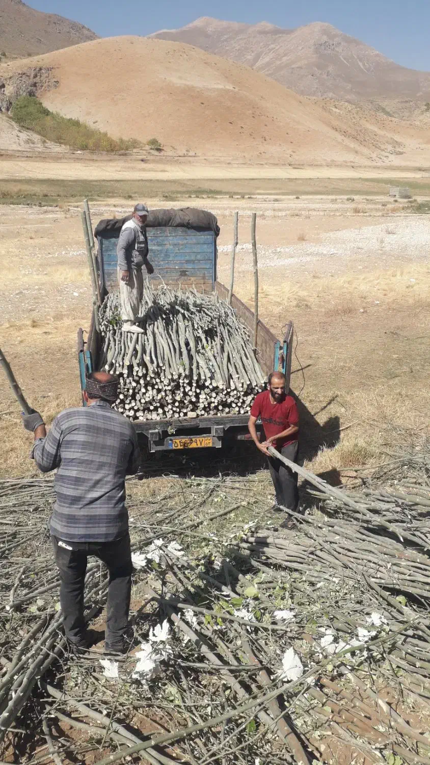 فروش چوب کبوده باریک|عمده‌فروشی|جونقان, |دیوار