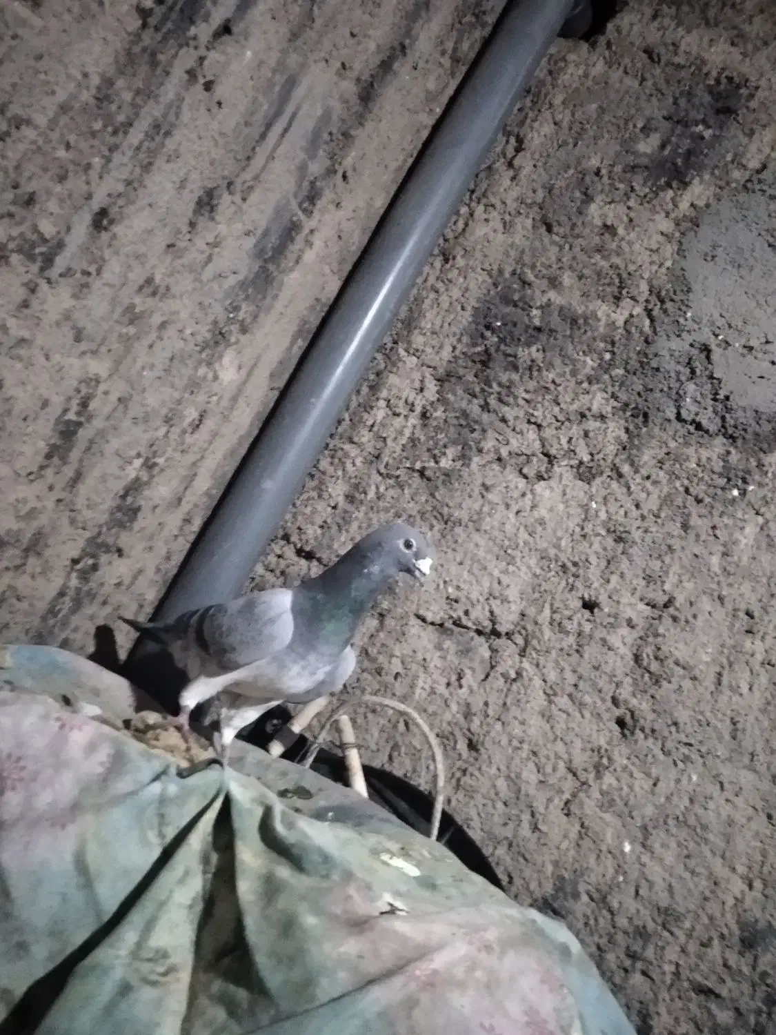 کبوتر نر|پرنده|نهبندان, |دیوار