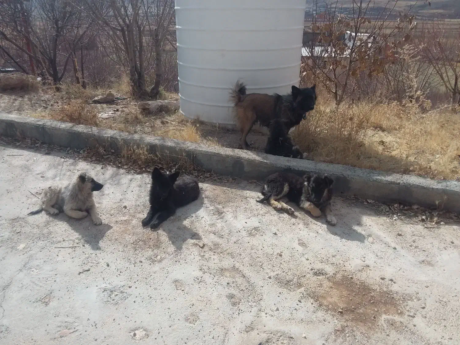 توله سگ ژرمنشپرد دوماهه نروماده|سگ|یاسوج, |دیوار