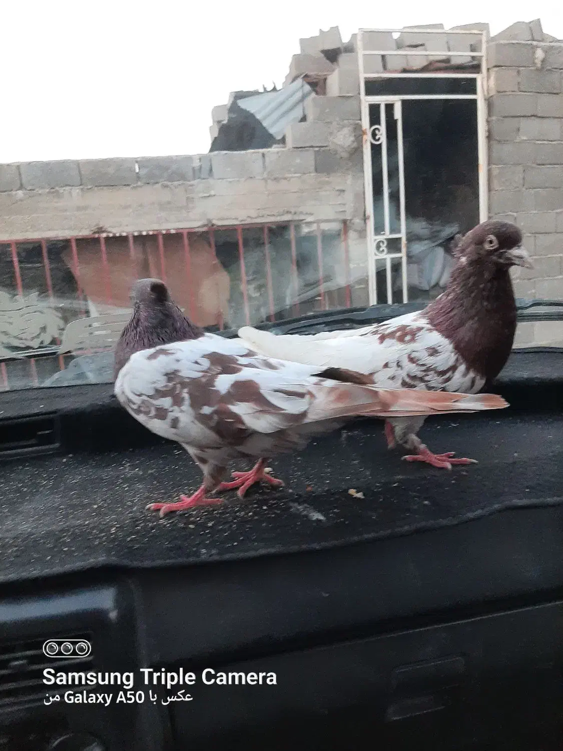 کله سرخ|پرنده|گنبد کاووس, |دیوار