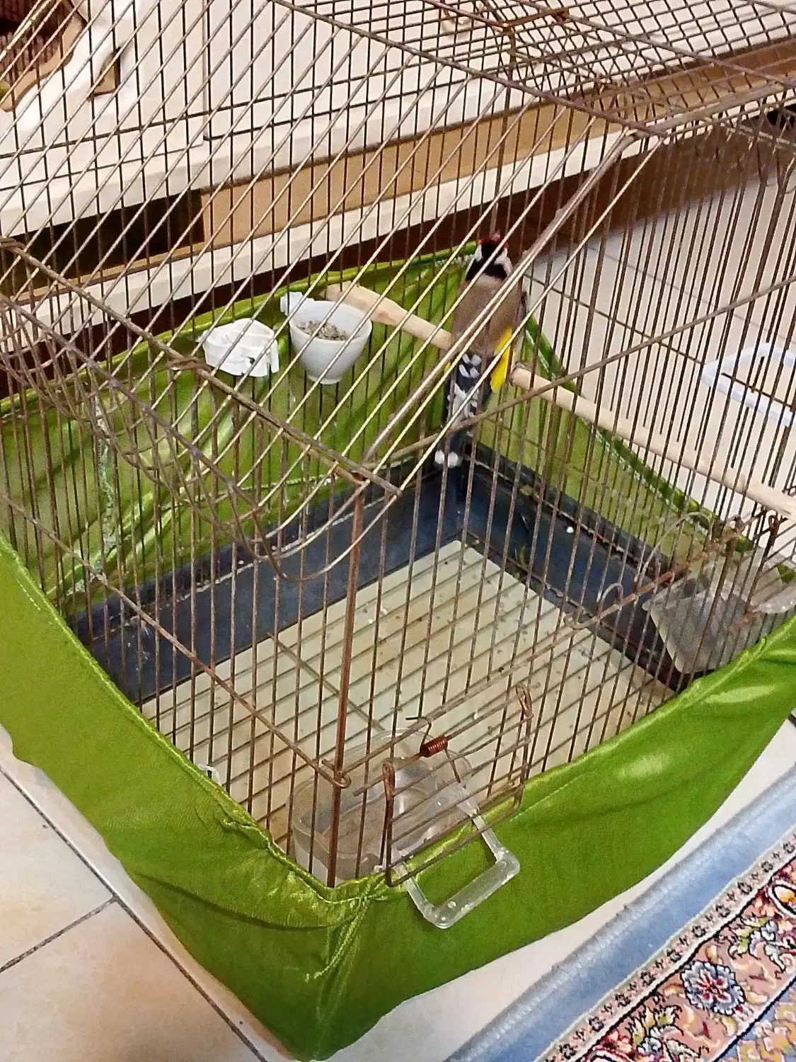 سره|پرنده|کهریزک, |دیوار