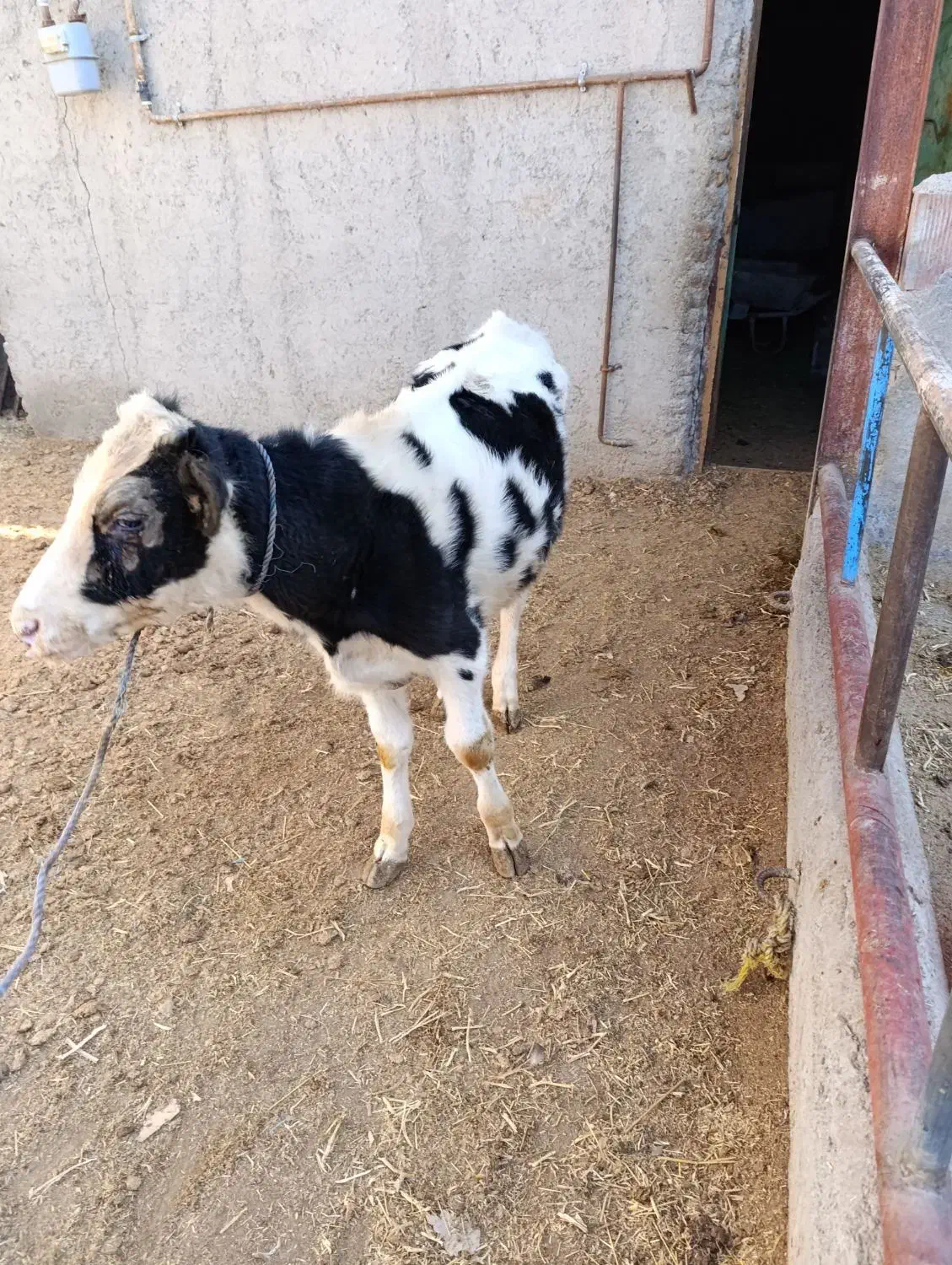 گوساله نر|حیوانات مزرعه|ارشق, |دیوار