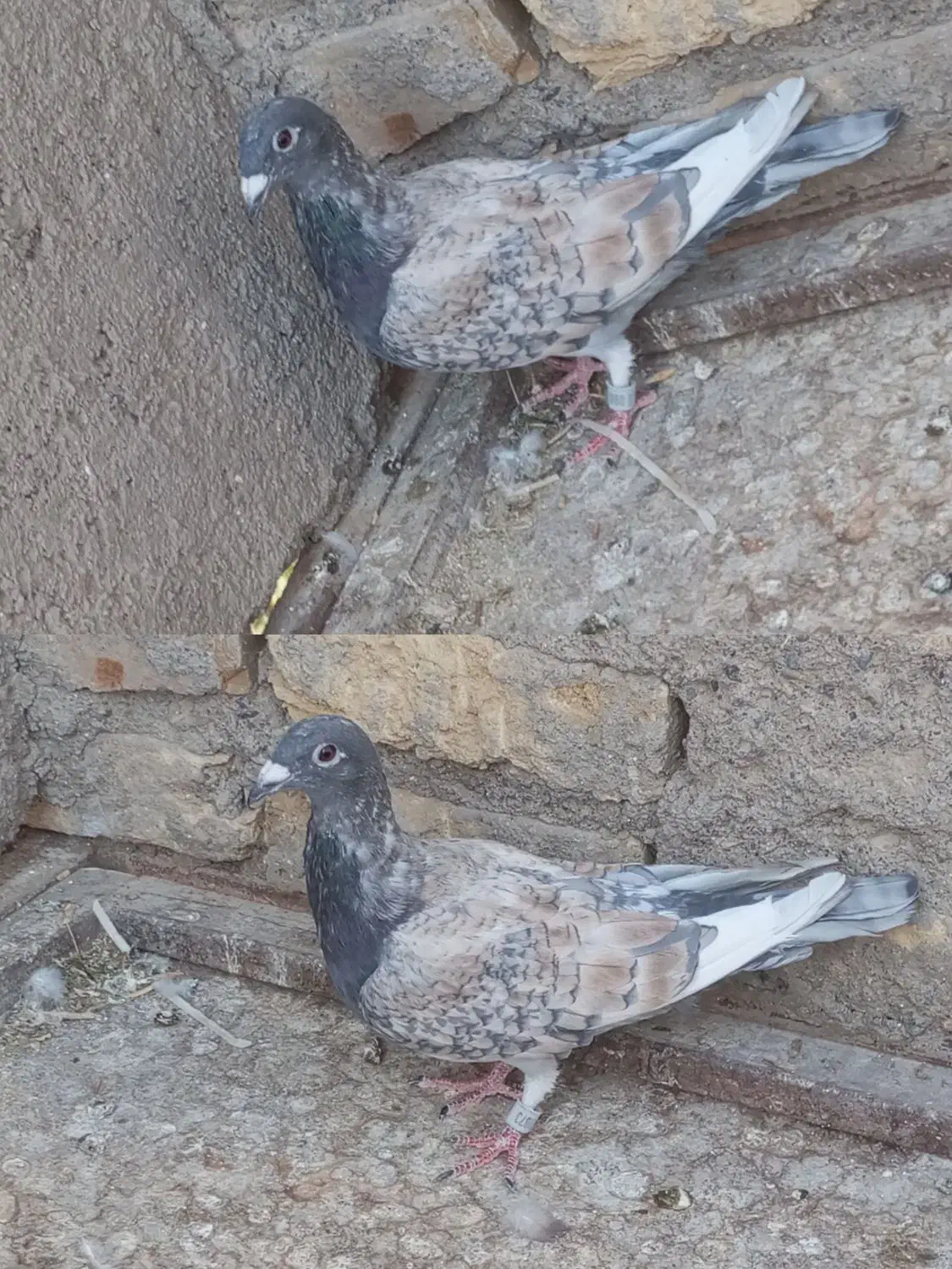 کفتر|پرنده|تربت‌حیدریه, چهارراه خواف|دیوار