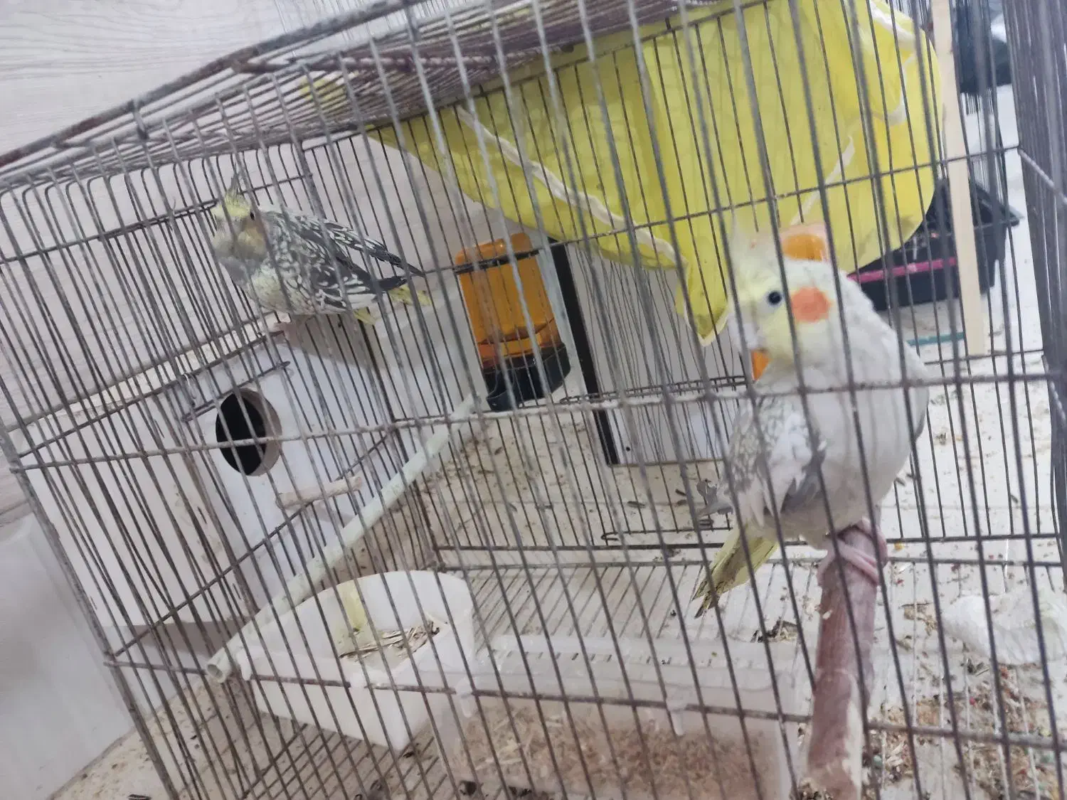 پرنده عروس هلندی مولد|پرنده|قم, نخودی|دیوار