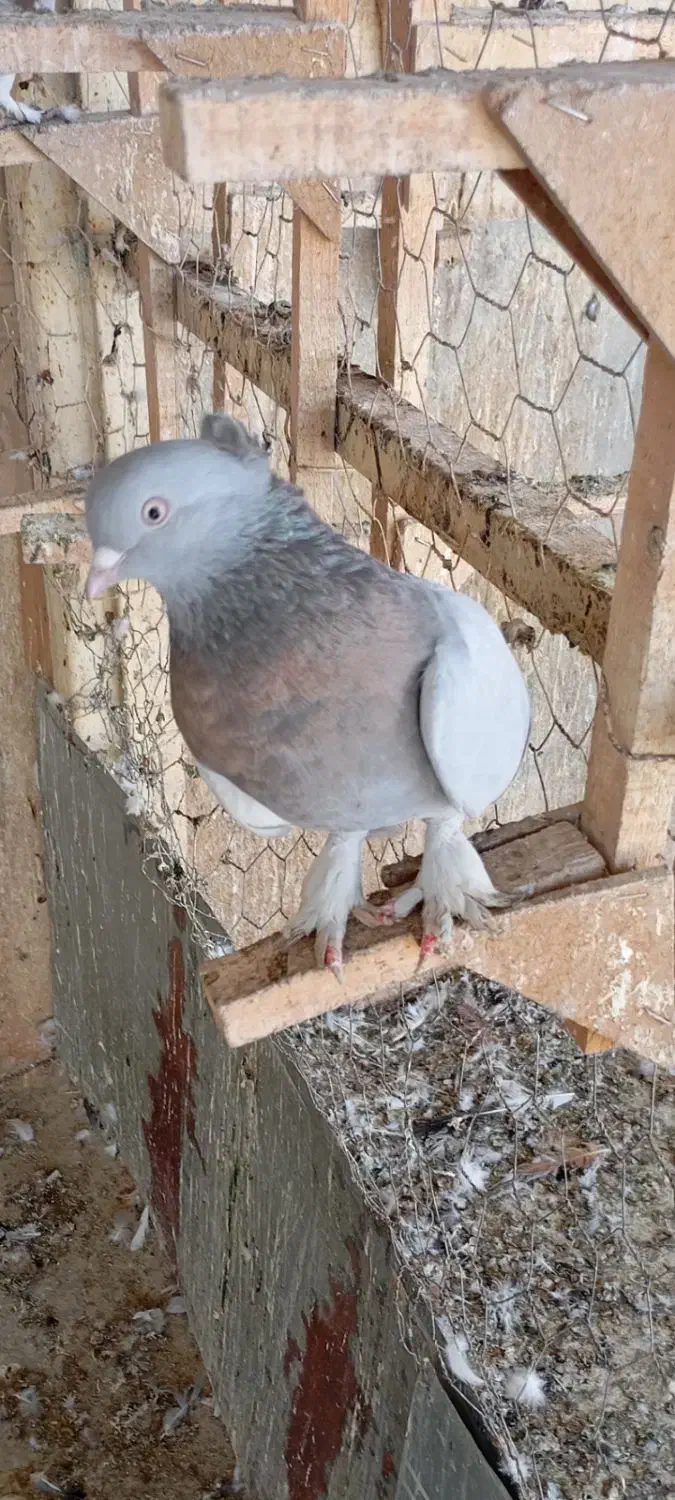 کفتر ماده بزن|پرنده|کازرون, |دیوار