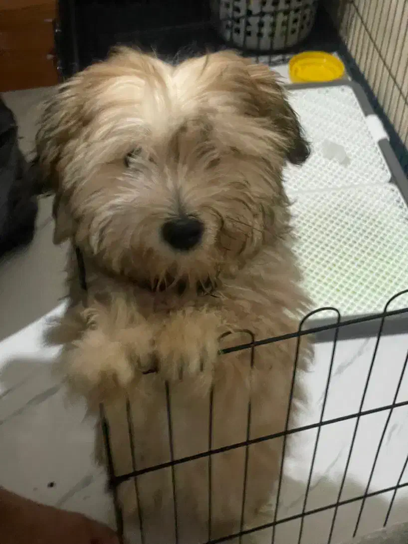 سگ نژاد شیتزو|سگ|مشهد, ابوذر|دیوار