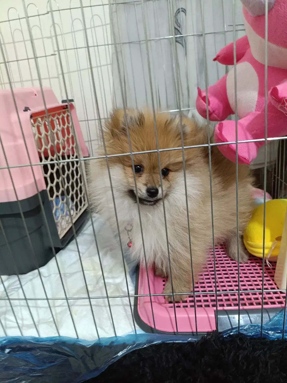 پامرین خرسی 3ماهه|سگ|تهران, تسلیحات|دیوار