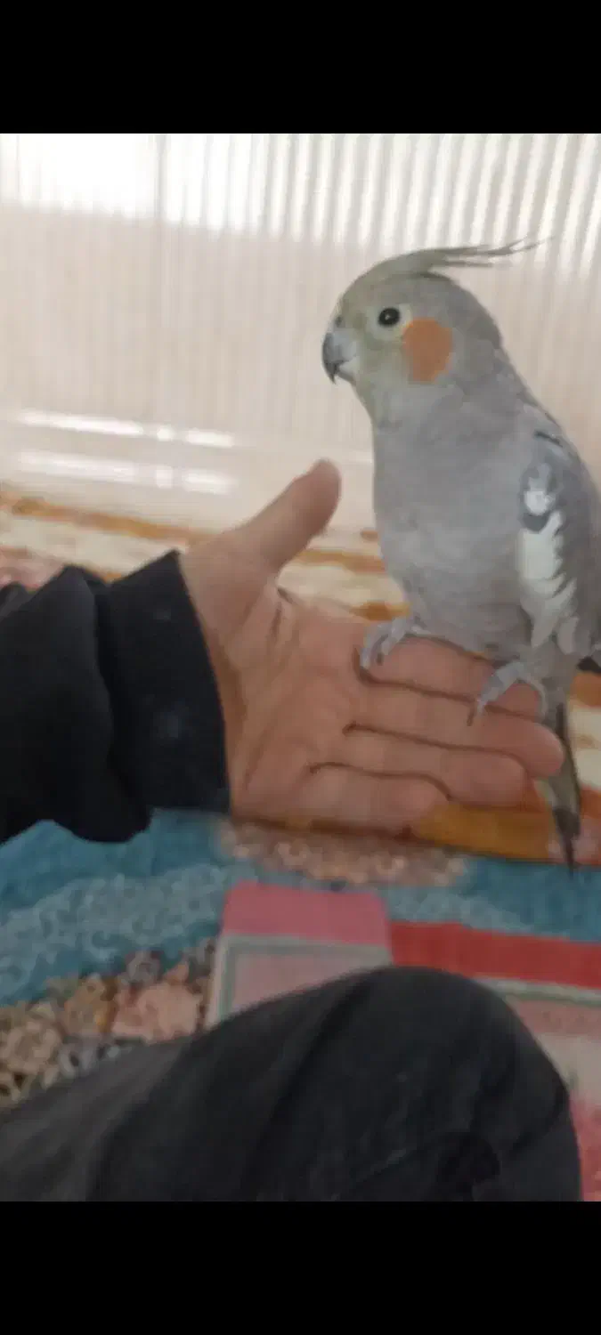 عروس هلندی|موش و خرگوش|سیلوانه, |دیوار