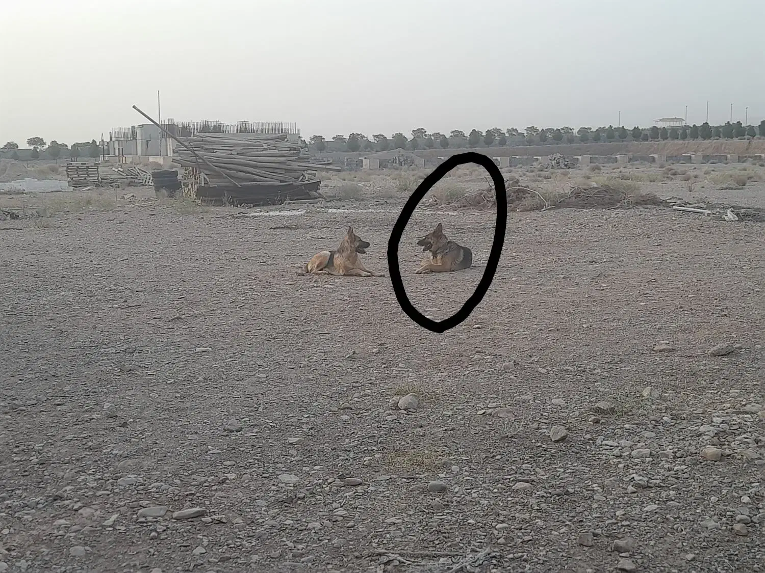 سگ ژرمن|سگ|دلیجان, |دیوار