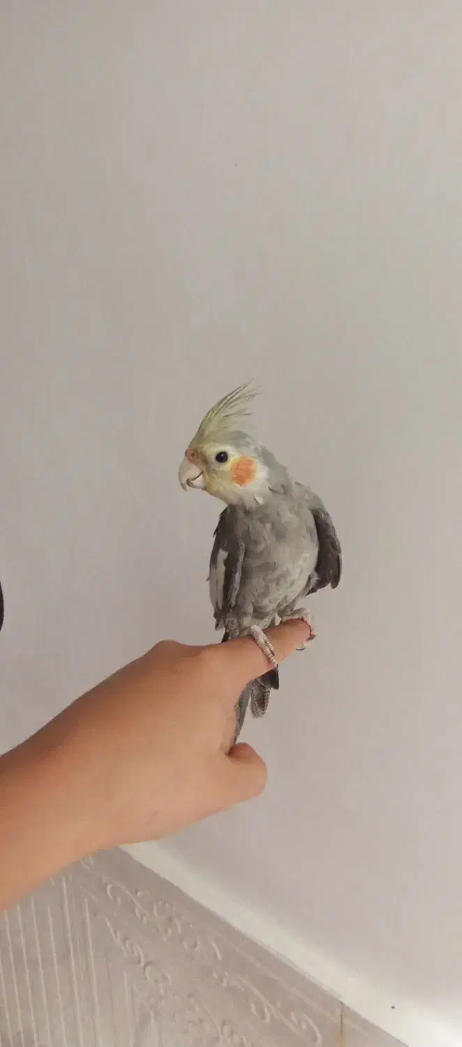 یک عدد عروس هلندی برای فروش|پرنده|یاسوج, |دیوار