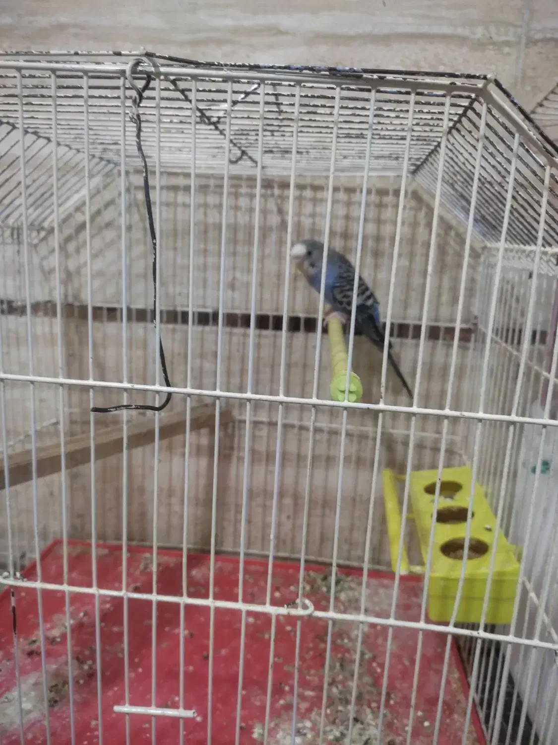 مرغ عشق نر|پرنده|خرمشهر, |دیوار