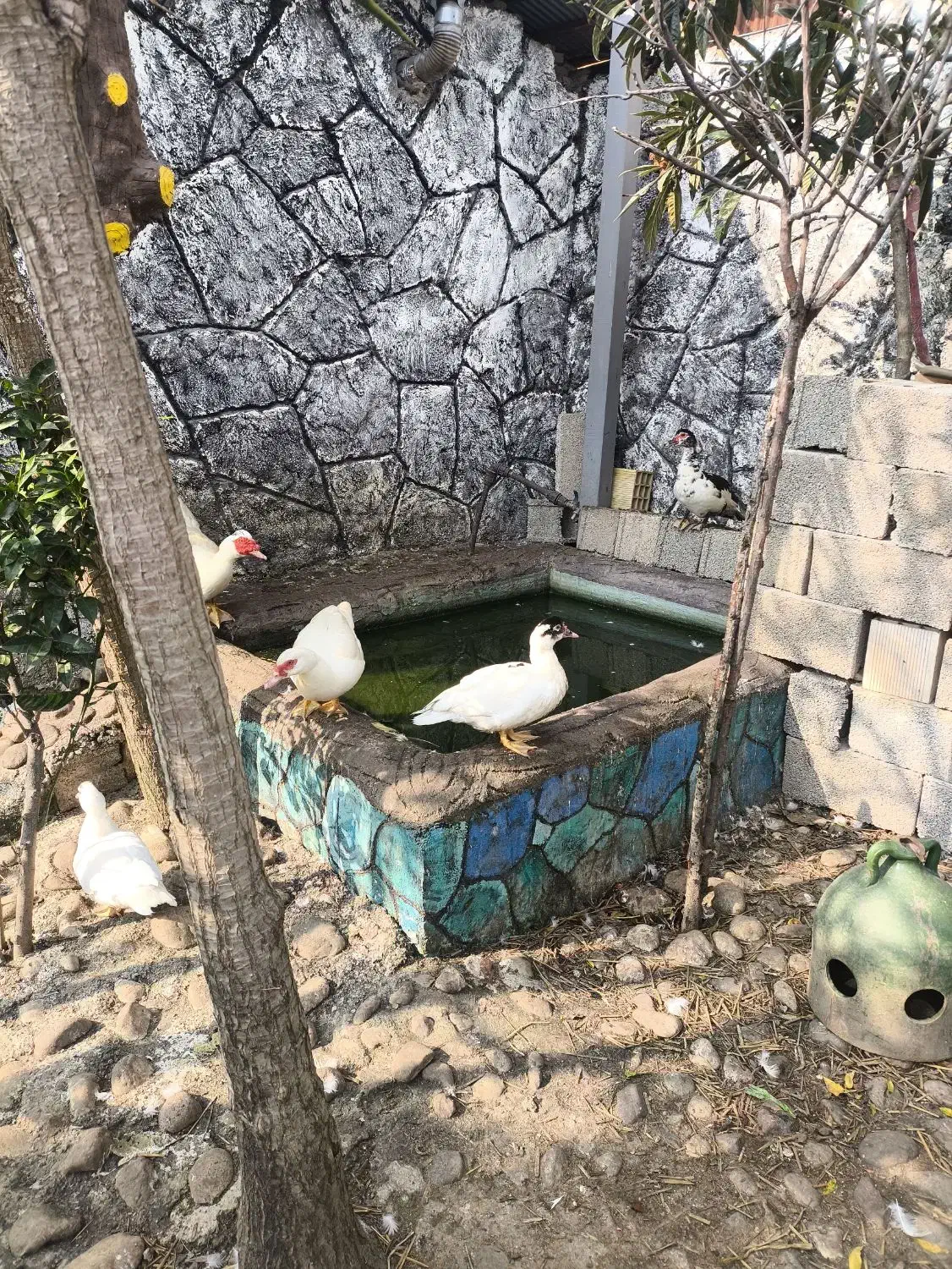 حیوانات مزرعه|حیوانات مزرعه|ماسال, |دیوار