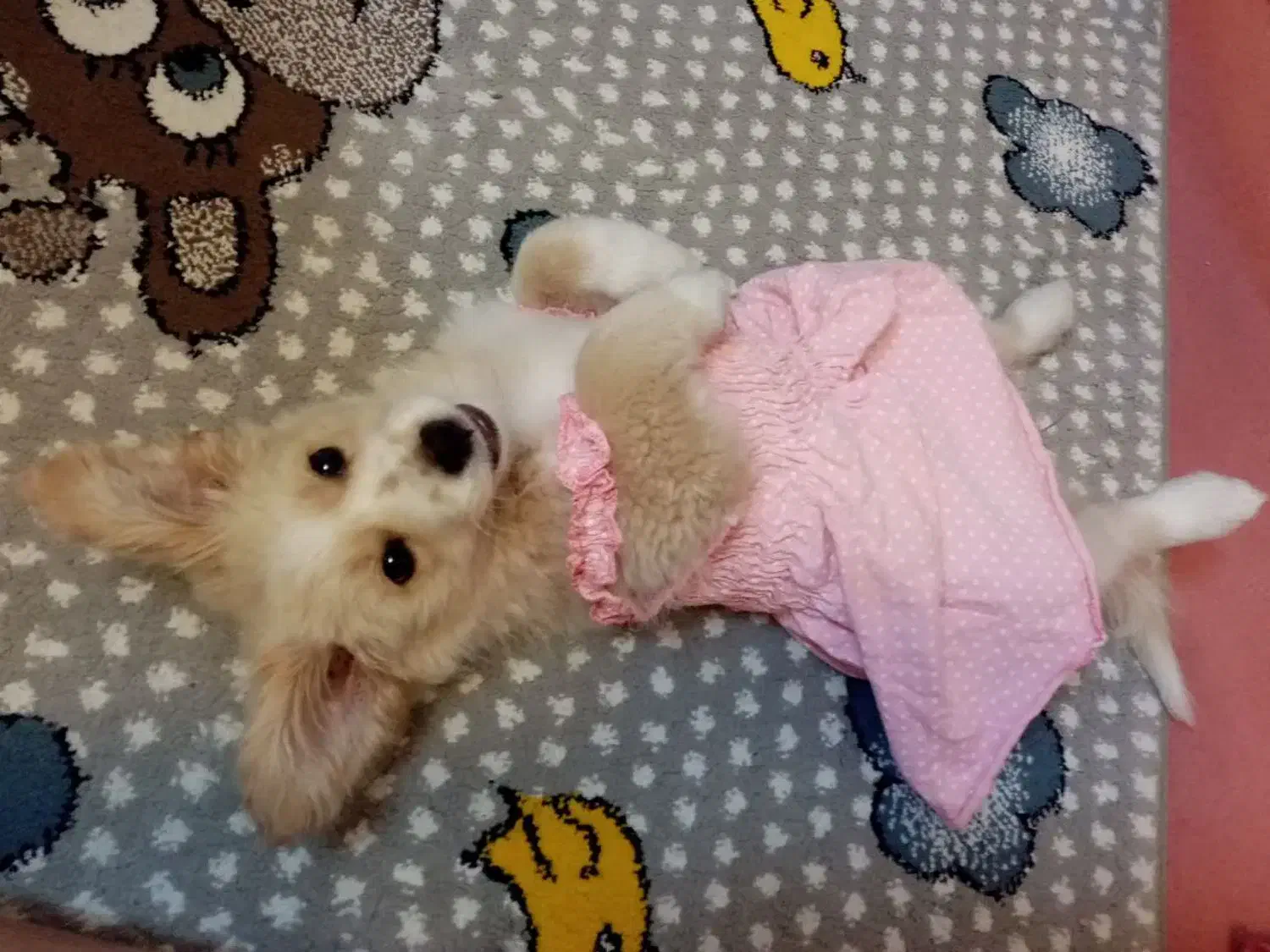 پامر اشپیتز واکسن زده،شناسنامه دار|سگ|مشهد, رستگار|دیوار