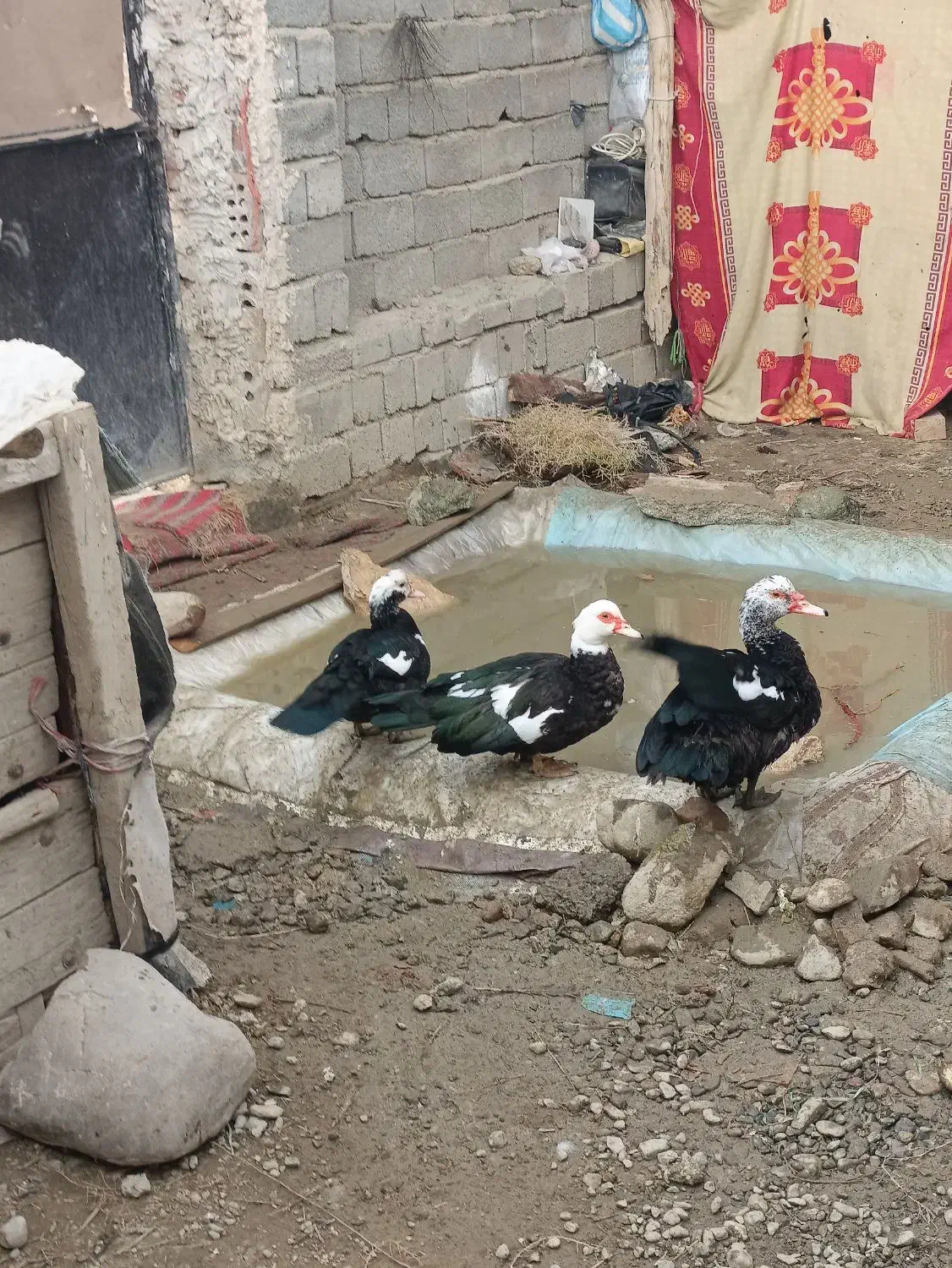 اردک اسرائیلی گوشتی|حیوانات مزرعه|نقده, |دیوار