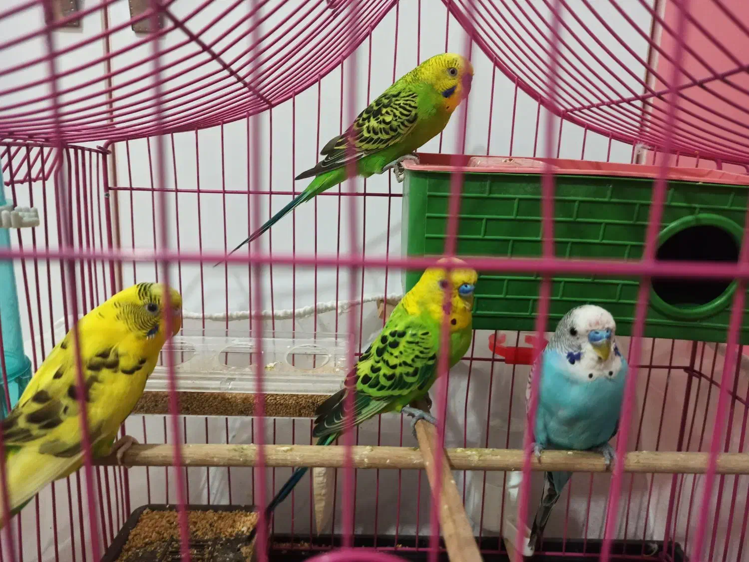 مرغ عشق رنگ زیبا همراه با قفس|پرنده|بوشهر, |دیوار