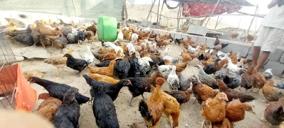 مرغ تخم گزار|حیوانات مزرعه|سندرک, |دیوار