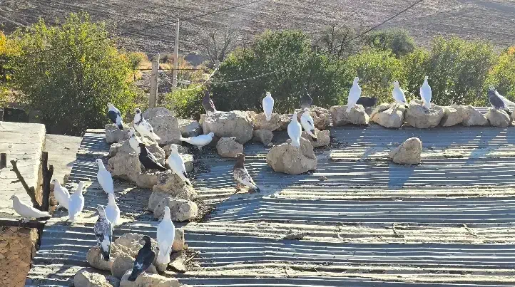 تعدادی کفتر سفید|پرنده|چیتاب, |دیوار