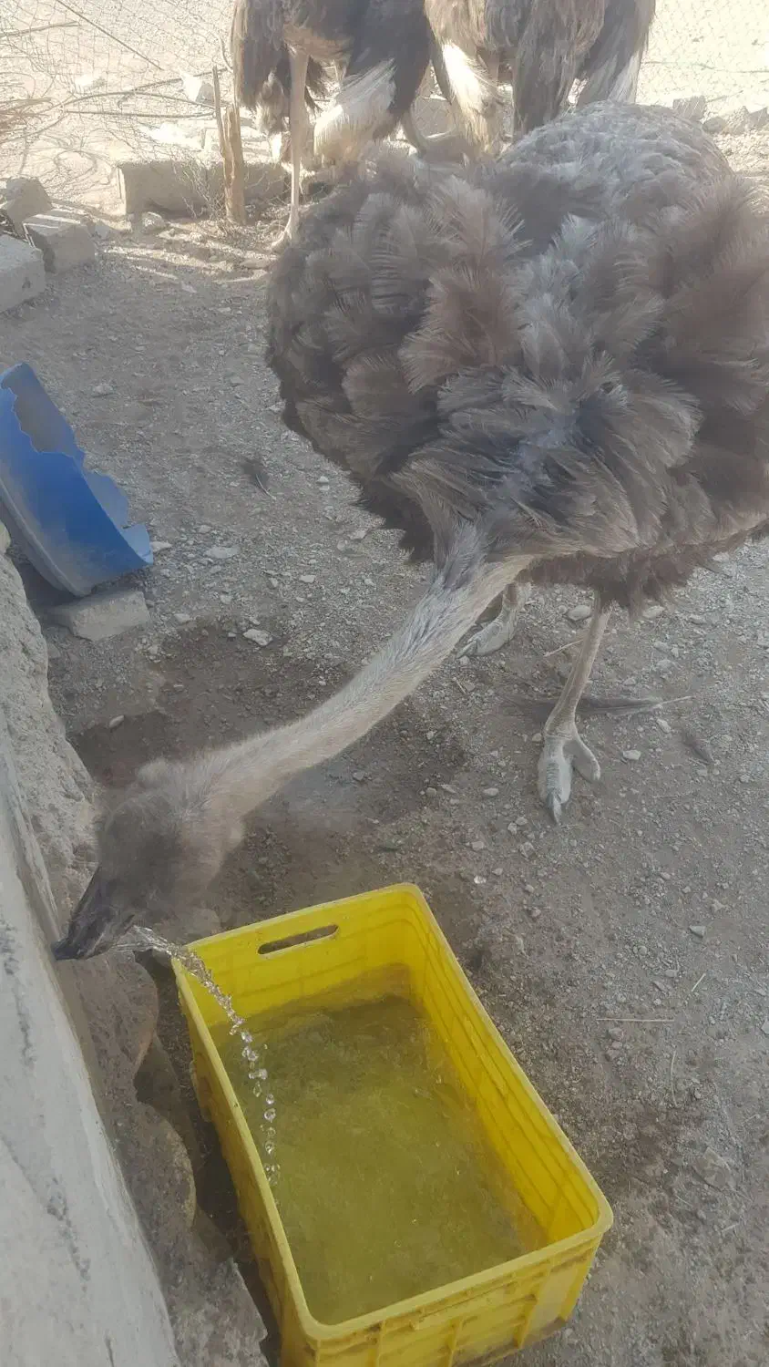 شترمرغ مولد تخم گذار ۴ساله|حیوانات مزرعه|بندرعباس, |دیوار