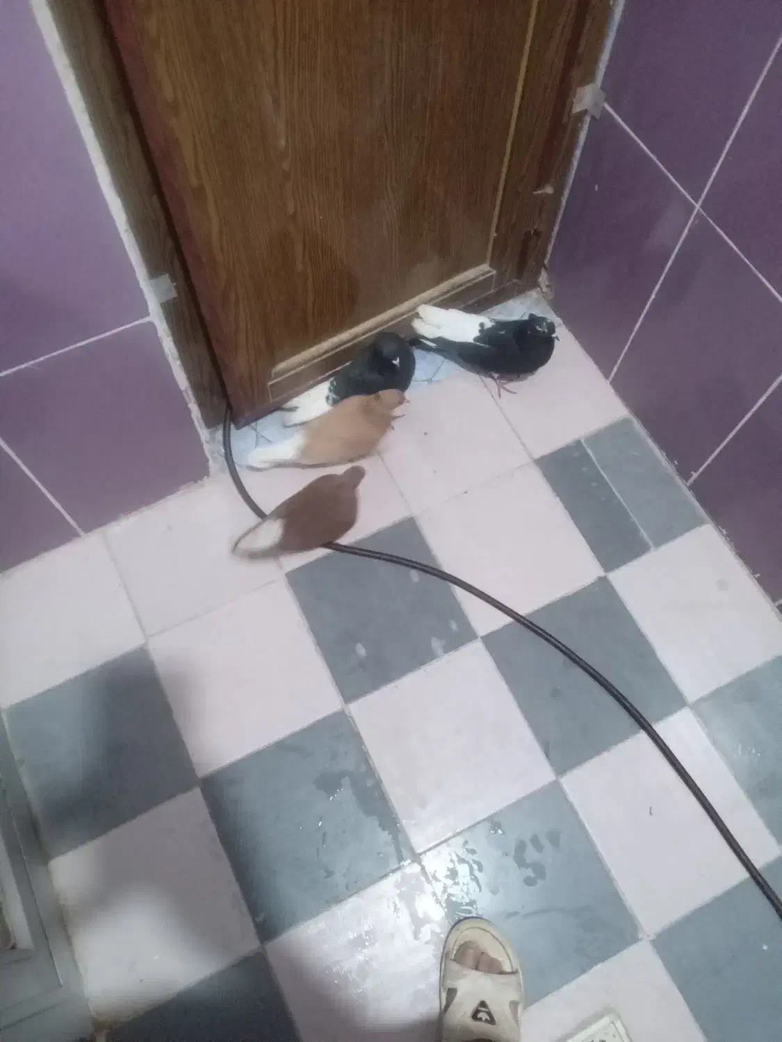 کبوتر رنگی|پرنده|مسجد سلیمان, |دیوار