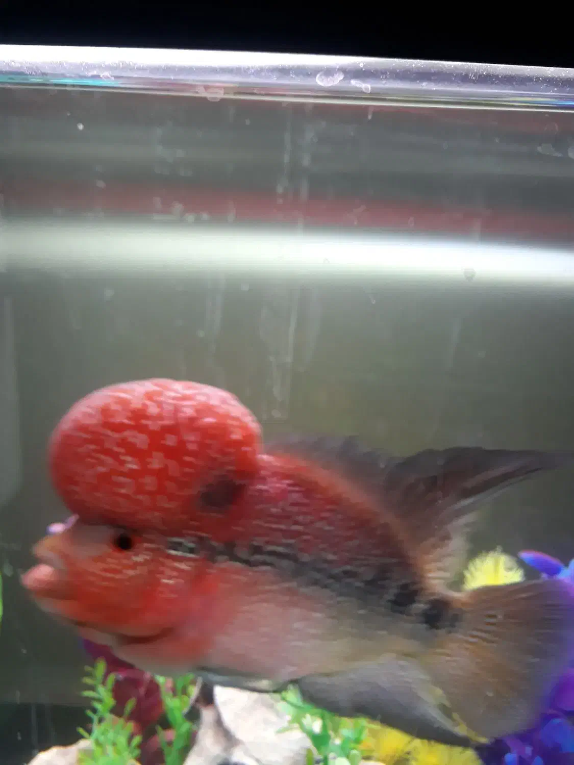 ماهی فلاور|ماهی|تهران, جوادیه|دیوار